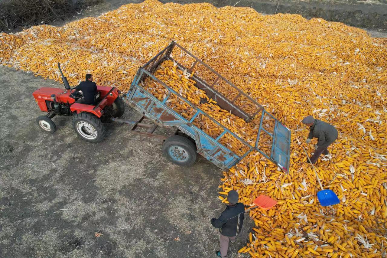 产粮大省节粮减损显效　“地趴粮”待治理